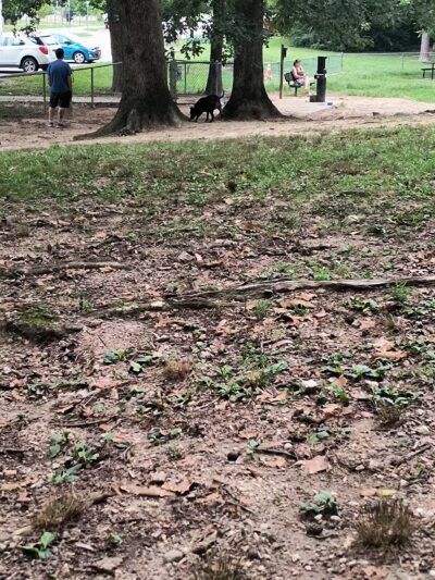 Dogwood Park - Knoxville, TN