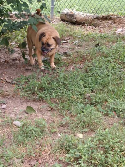 Dogwood Park - Knoxville, TN