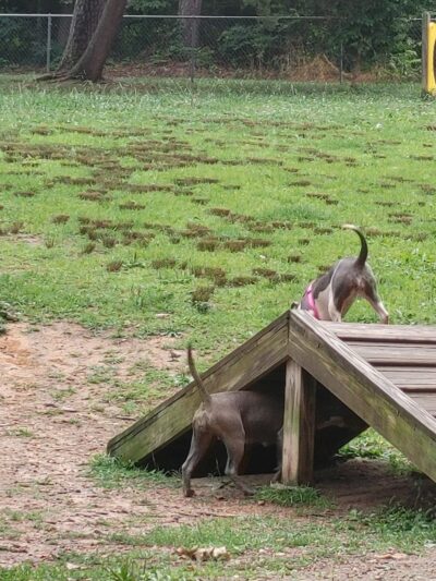 Dogwood Park - Knoxville, TN