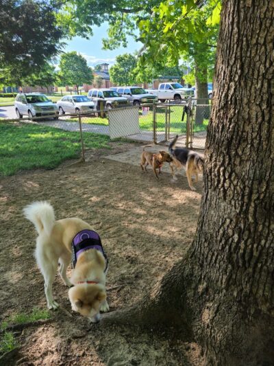 Dogwood Park - Knoxville, TN