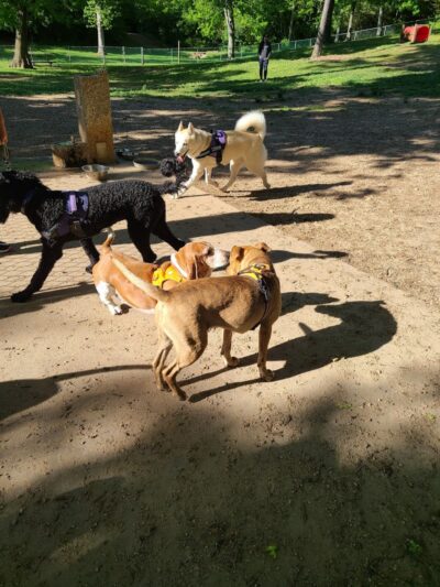 Dogwood Park - Knoxville, TN