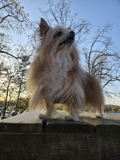 Dogwood Park - Knoxville, TN