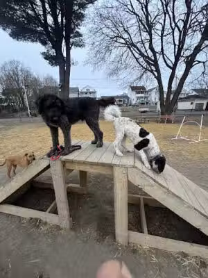 Kulpmont Dog Park - Kulpmont, PA