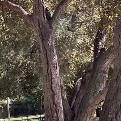 Crescenta Valley Community Regional Park - La Crescenta-Montrose, CA