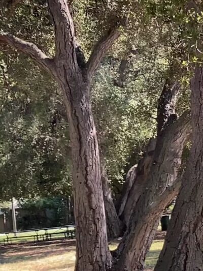 Crescenta Valley Community Regional Park - La Crescenta-Montrose, CA