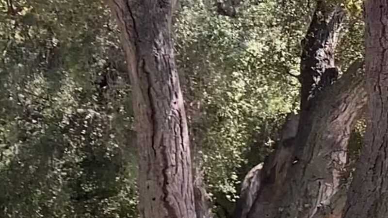 Crescenta Valley Community Regional Park - La Crescenta-Montrose, CA