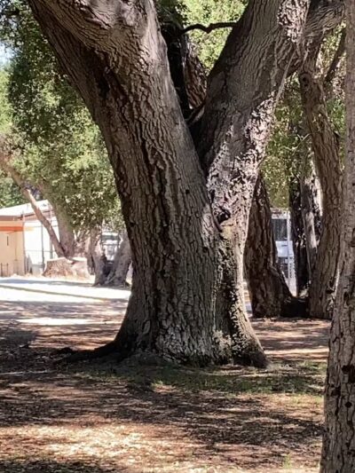 Crescenta Valley Community Regional Park - La Crescenta-Montrose, CA