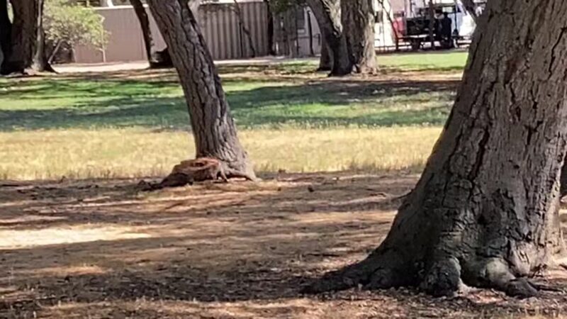 Crescenta Valley Community Regional Park - La Crescenta-Montrose, CA