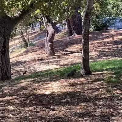 Crescenta Valley Community Regional Park - La Crescenta-Montrose, CA