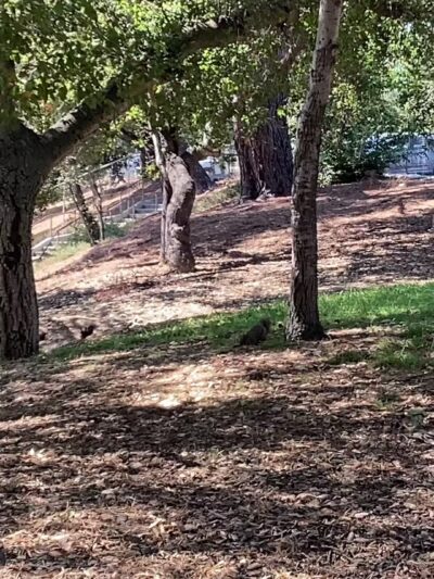 Crescenta Valley Community Regional Park - La Crescenta-Montrose, CA