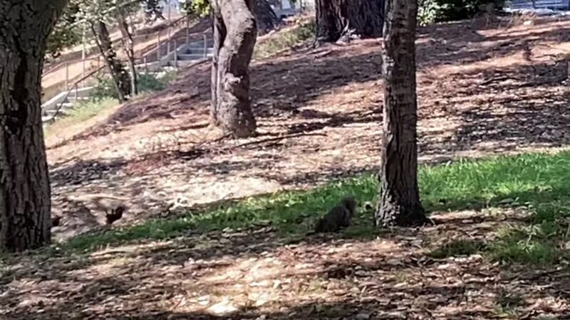 Crescenta Valley Community Regional Park - La Crescenta-Montrose, CA