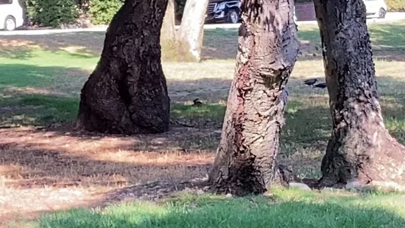 Crescenta Valley Community Regional Park - La Crescenta-Montrose, CA