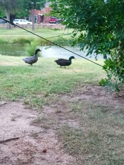 City Park - La Junta, CO