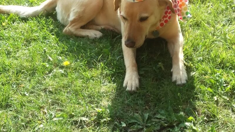 La Veta City Park - La Veta, CO