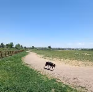 The Great Bark Dog Park - Lafayette, CO