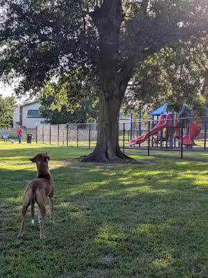 Beaullieu Park Dog Park - Lafayette, LA