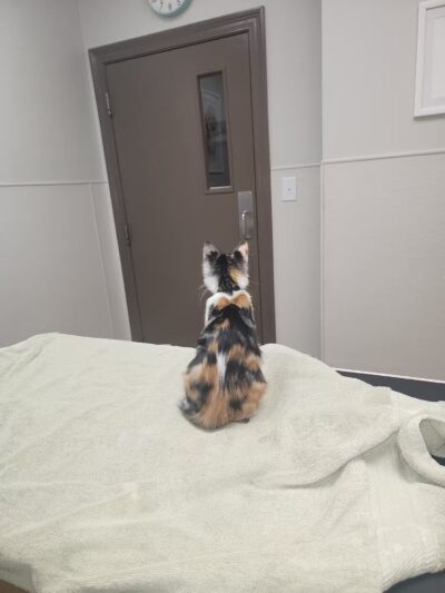 The Playground at LVCC - Lafayette, LA