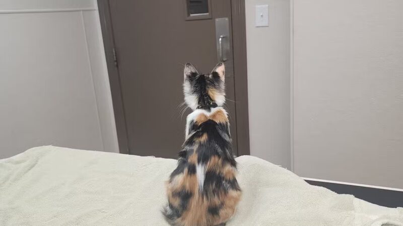 The Playground at LVCC - Lafayette, LA