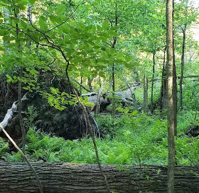 Rose Lake Wildlife Area - Parking Lot - Laingsburg,