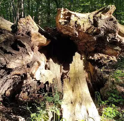 Rose Lake Wildlife Area - Parking Lot - Laingsburg,