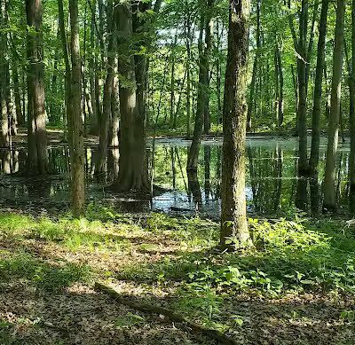 Rose Lake Wildlife Area - Parking Lot - Laingsburg,