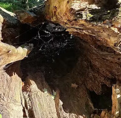 Rose Lake Wildlife Area - Parking Lot - Laingsburg,