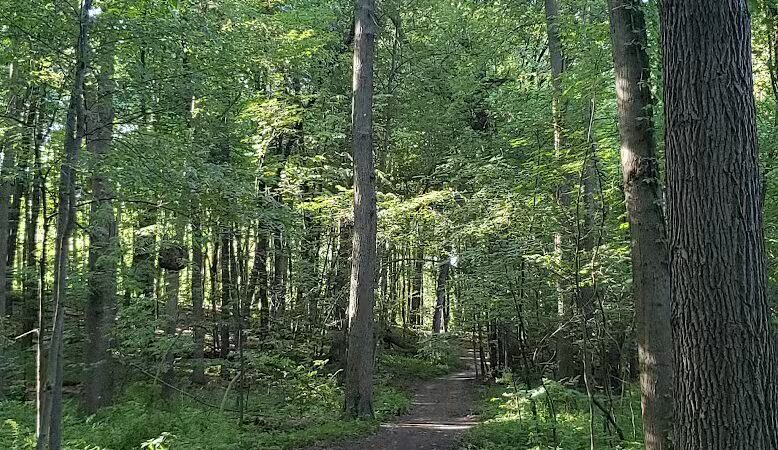 Rose Lake Wildlife Area - Parking Lot - Laingsburg,