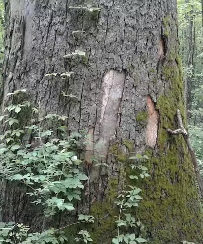 Rose Lake Wildlife Area - Parking Lot - Laingsburg,