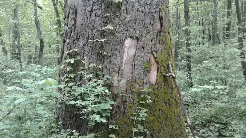 Rose Lake Wildlife Area - Parking Lot - Laingsburg,