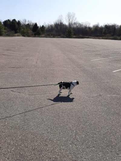 Sleepy Hollow State Park - Parking Lot - South East - Laingsburg,