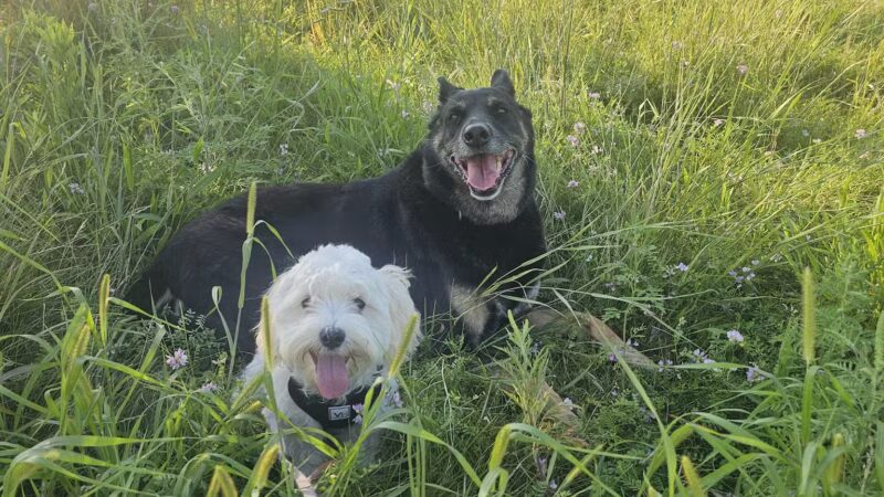 Elmo's Pup Park - Lake Elmo, MN