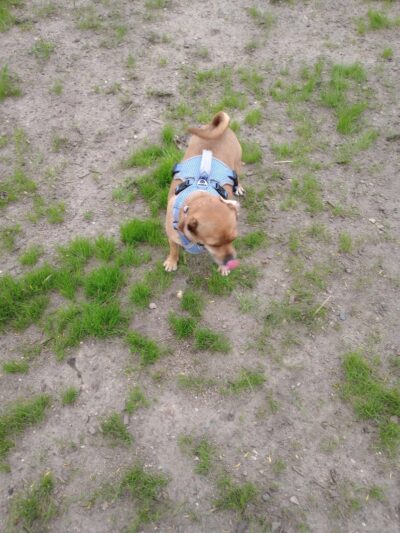 Elmo's Pup Park - Lake Elmo, MN