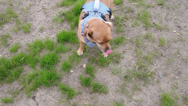 Elmo's Pup Park - Lake Elmo, MN