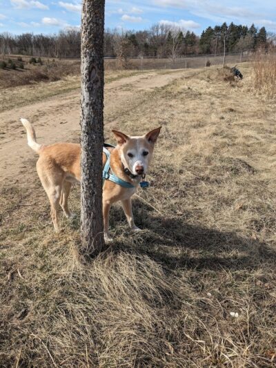 Elmo's Pup Park - Lake Elmo, MN