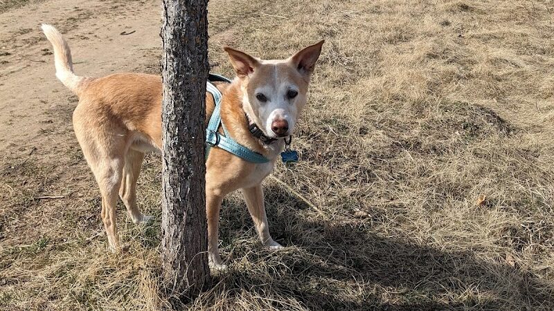 Elmo's Pup Park - Lake Elmo, MN