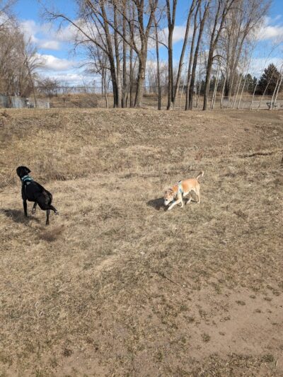 Elmo's Pup Park - Lake Elmo, MN