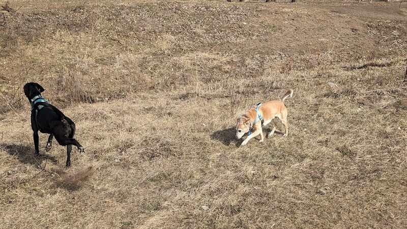 Elmo's Pup Park - Lake Elmo, MN