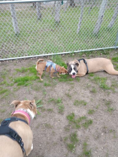 Lake Elmo Dog Park - Lake Elmo, MN