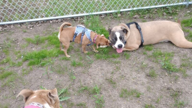 Lake Elmo Dog Park - Lake Elmo, MN