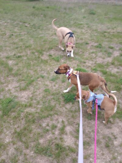 Lake Elmo Dog Park - Lake Elmo, MN