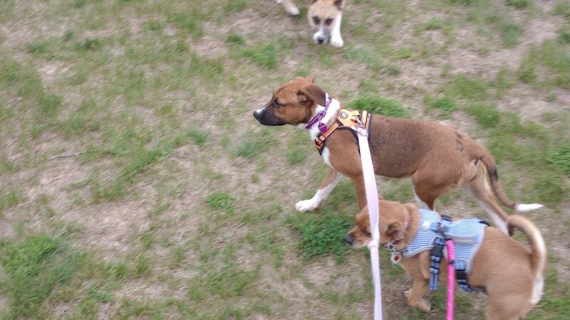 Lake Elmo Dog Park - Lake Elmo, MN