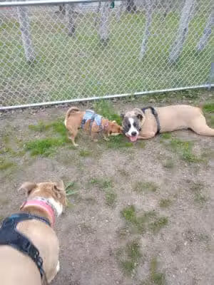 Lake Elmo Dog Park - Lake Elmo, MN