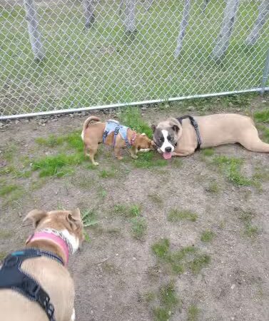 Lake Elmo Dog Park - Lake Elmo, MN