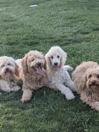 Kern Valley Dog Park - Lake Isabella, CA