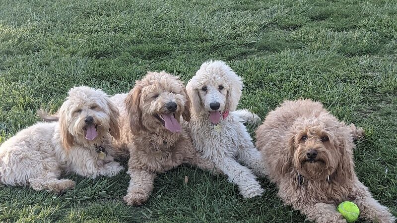 Kern Valley Dog Park - Lake Isabella, CA