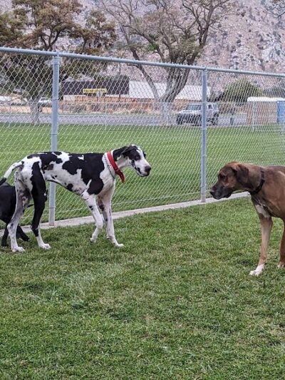 Kern Valley Dog Park - Lake Isabella, CA