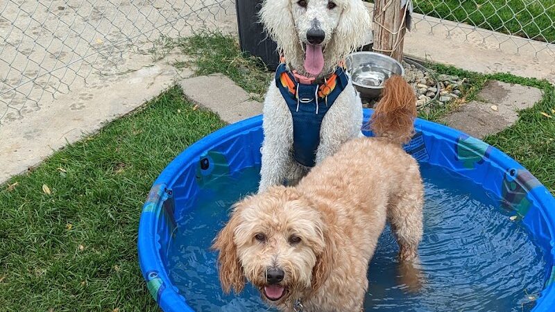 Kern Valley Dog Park - Lake Isabella, CA