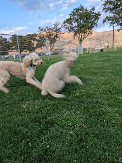 Kern Valley Dog Park - Lake Isabella, CA