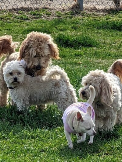 Kern Valley Dog Park - Lake Isabella, CA