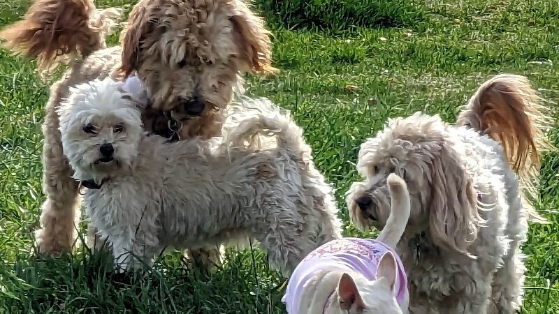 Kern Valley Dog Park - Lake Isabella, CA